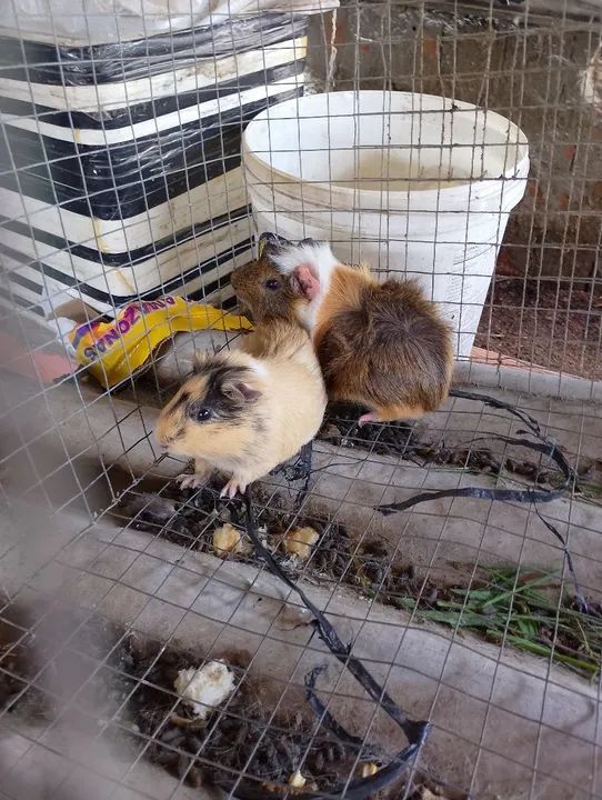 Dois porquinhos da índia fofinhos para vender