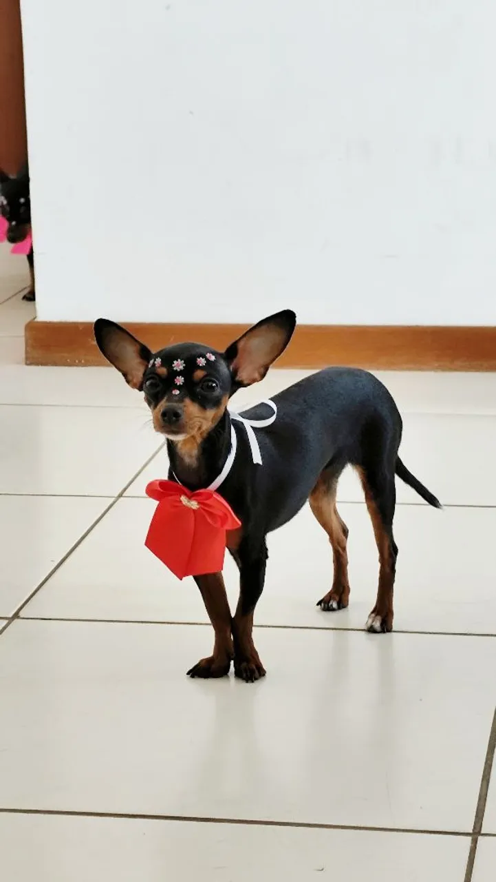 Pinscher Miniatura Fêmea 