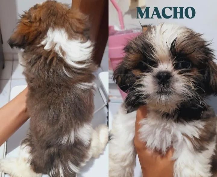 Filhotes Shih Tzu que possuem 2 meses(08/02/2025). 1 fêmea e 1 machos  - Foto 2