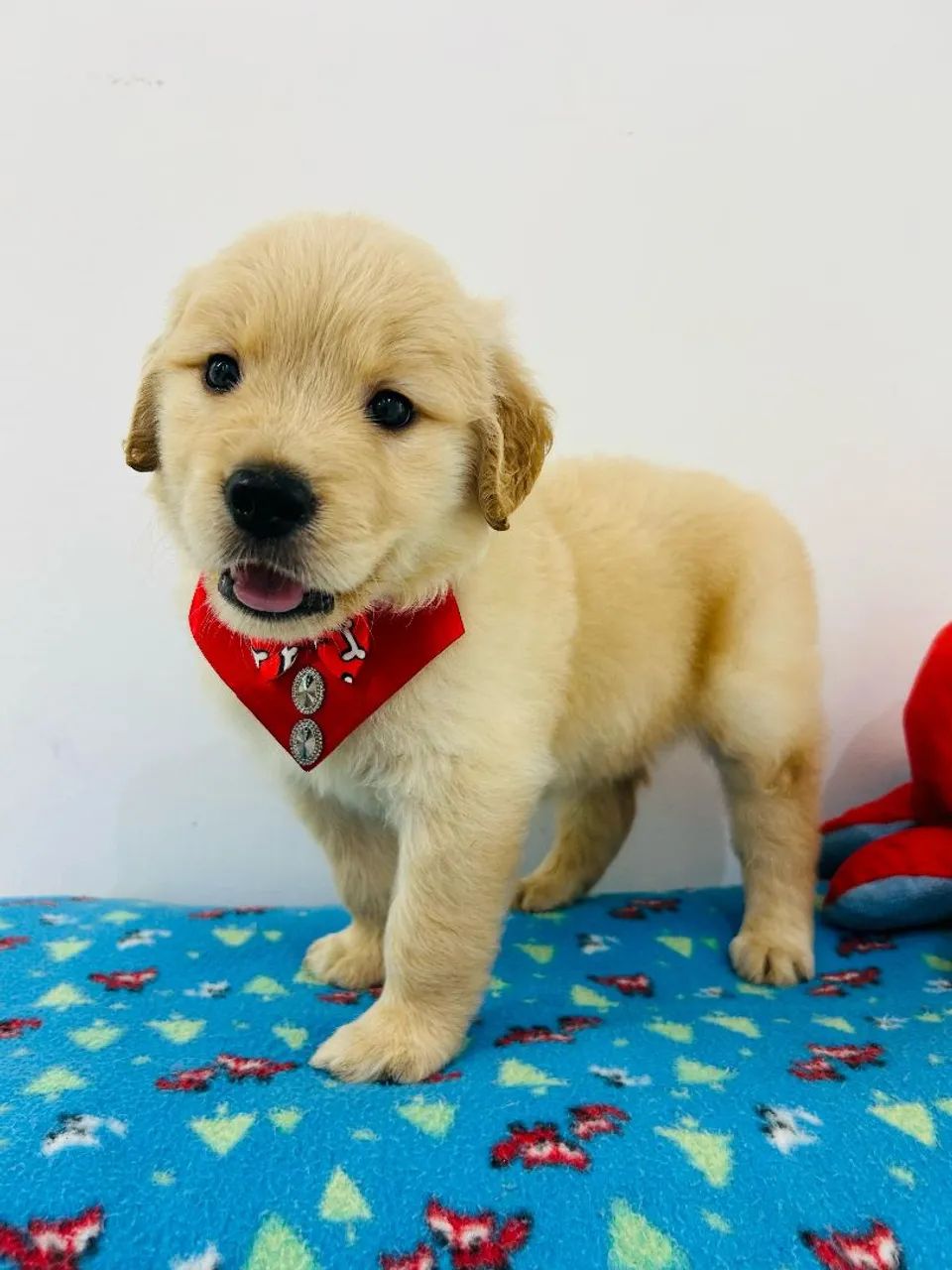 Filhote de GOLDEN RETRIEVER  - Foto 2
