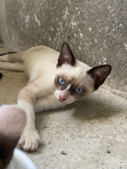 Filhotes de gato para adoção  - Foto 4