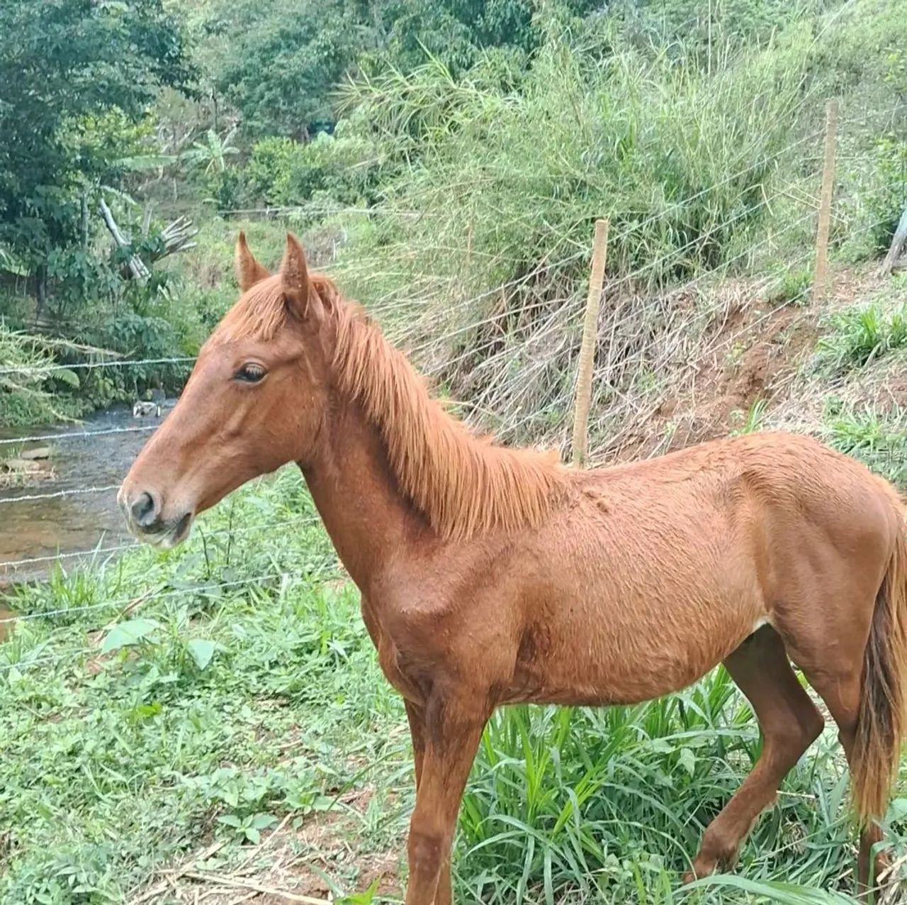Égua e potro - Foto 4