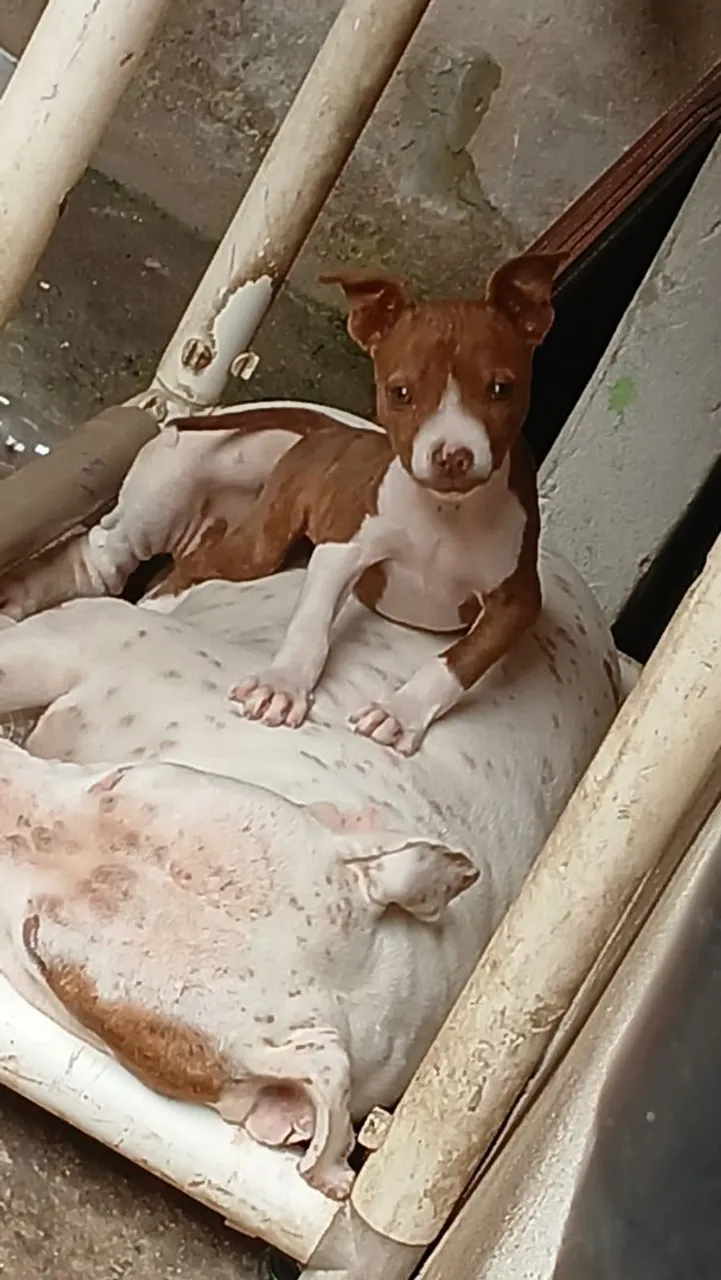 Filhote de Pitbull fêmea