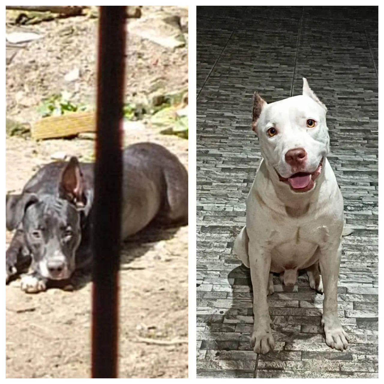 Filhotes De Pitbull Red Nose  - Foto 6