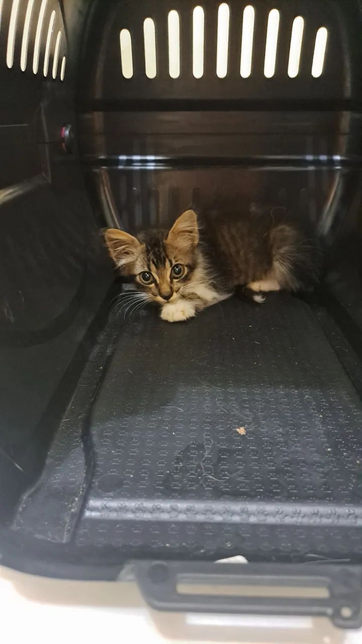 Gatinhos filhotes pra adoção responsável  - Foto 3