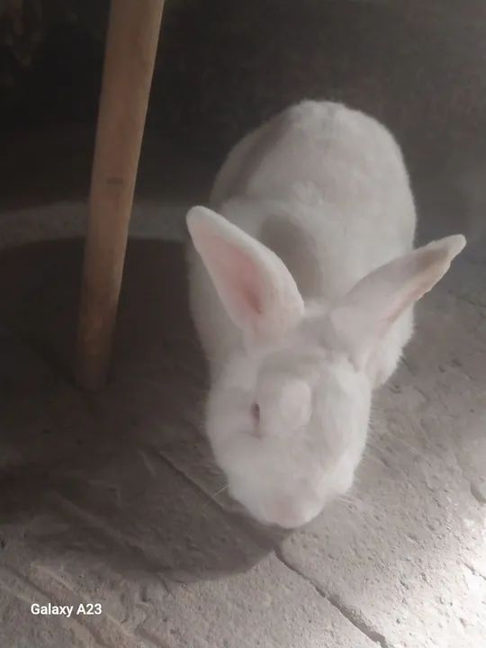 Coelhinho Branco - Adorável e Amigável