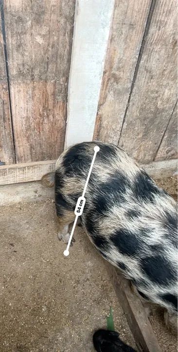 Porco (Mini porco) - Foto 2