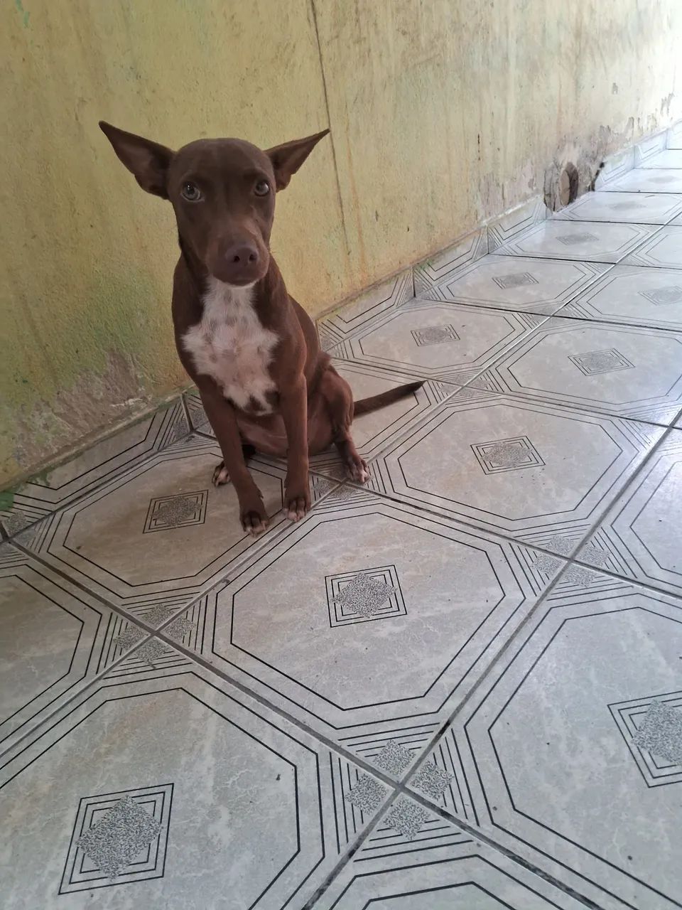 Cachorro fêmea de porte pequeno para adoção - Foto 2
