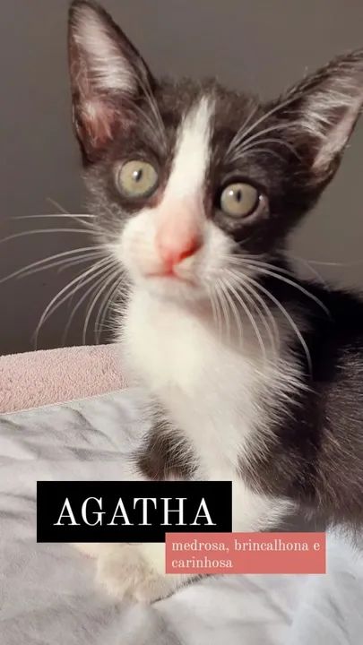 Gatinhas para Adoção Castradas - Foto 3
