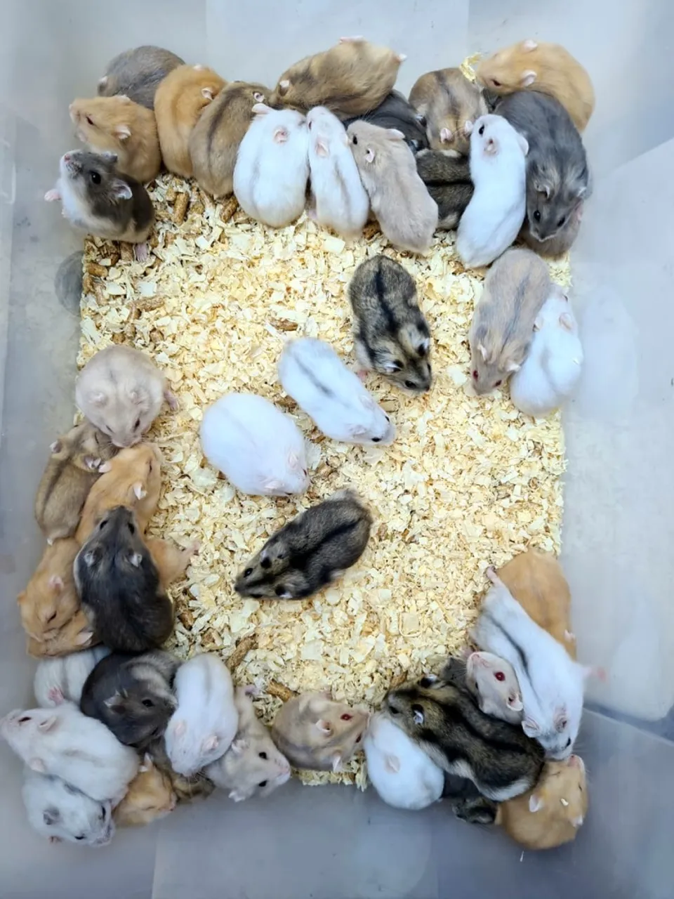 Filhotes de hamster Anão Russo e Sírio (Roedores CWB)