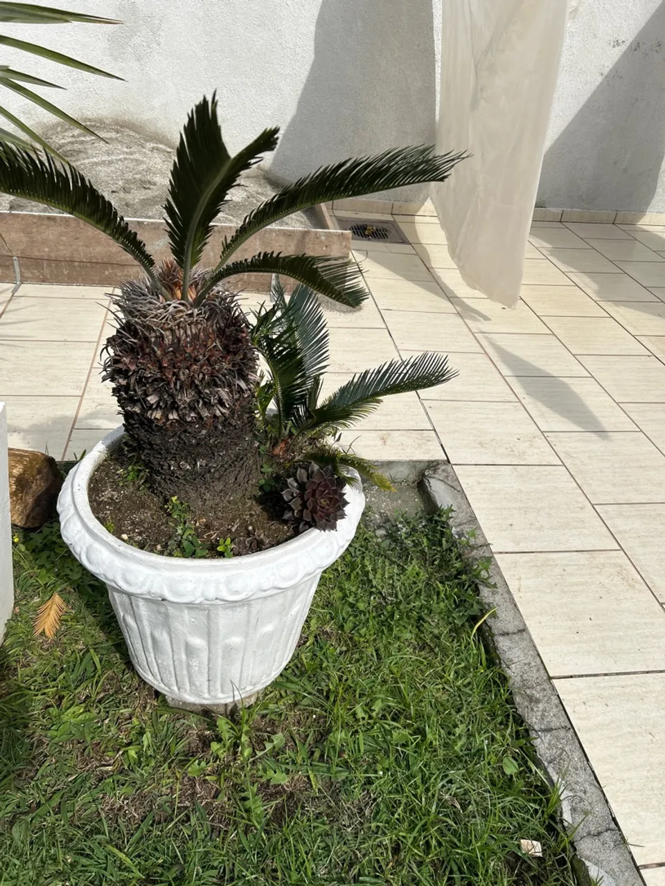 Cica em Vaso Decorativo