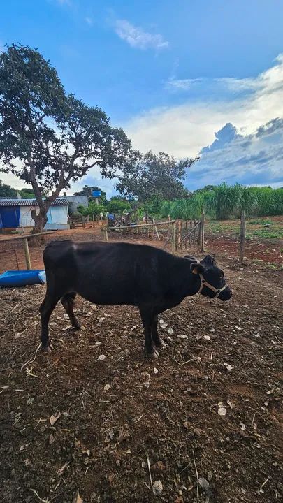 Vaca Jersolando - Foto 2