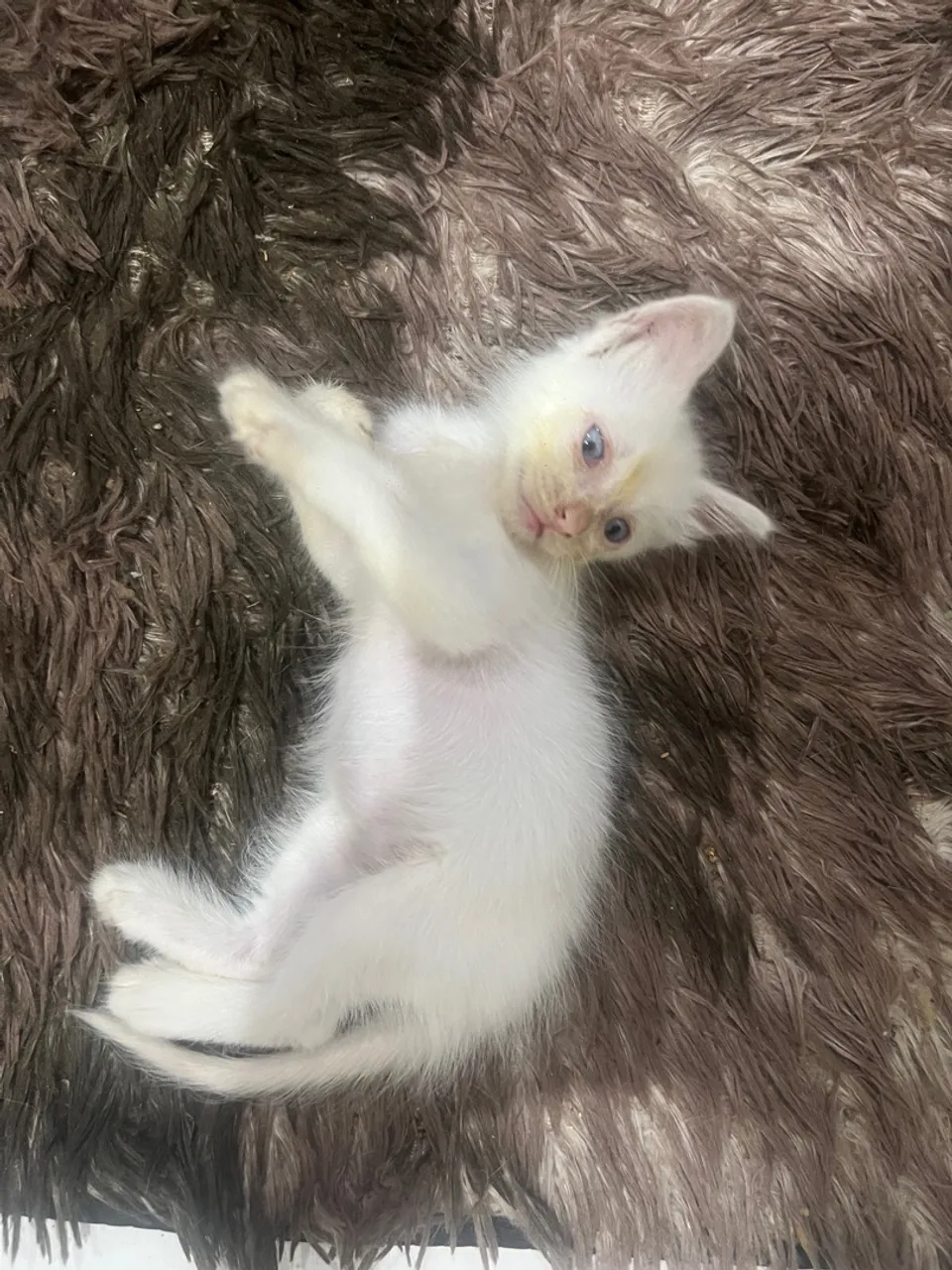 Gatinho Branco
