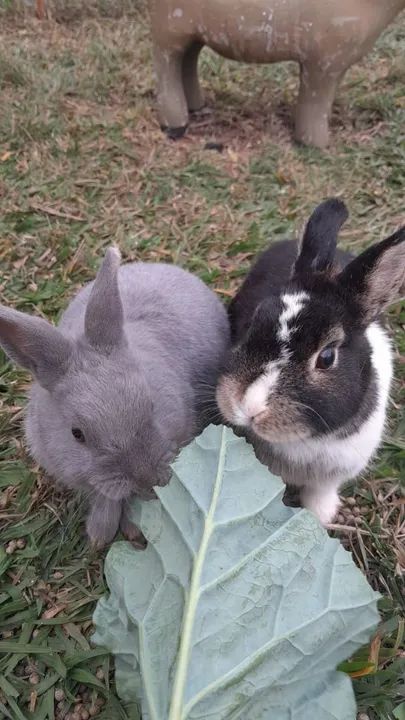 Vende-se ou troca Mini coelho adulto cor Cinza da raça Netheland