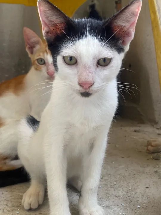 Filhotes de gato para adoção  - Foto 2