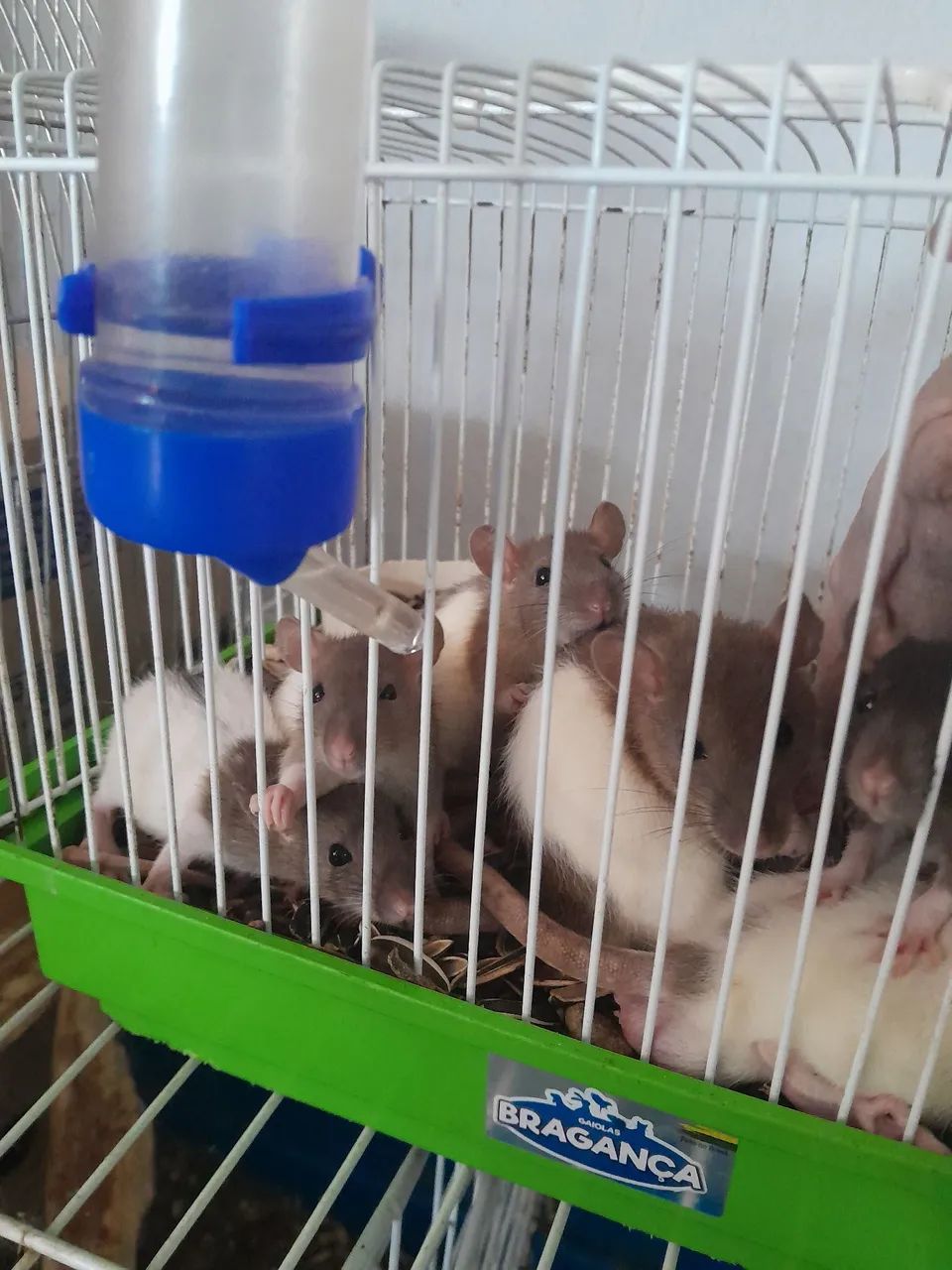 Rato Twitter  - Foto 2