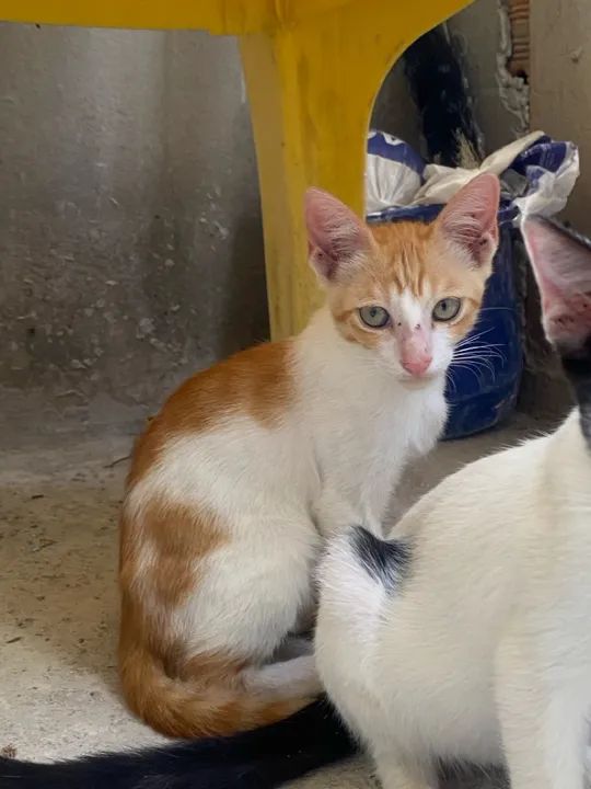 Filhotes de gato para adoção  - Foto 3