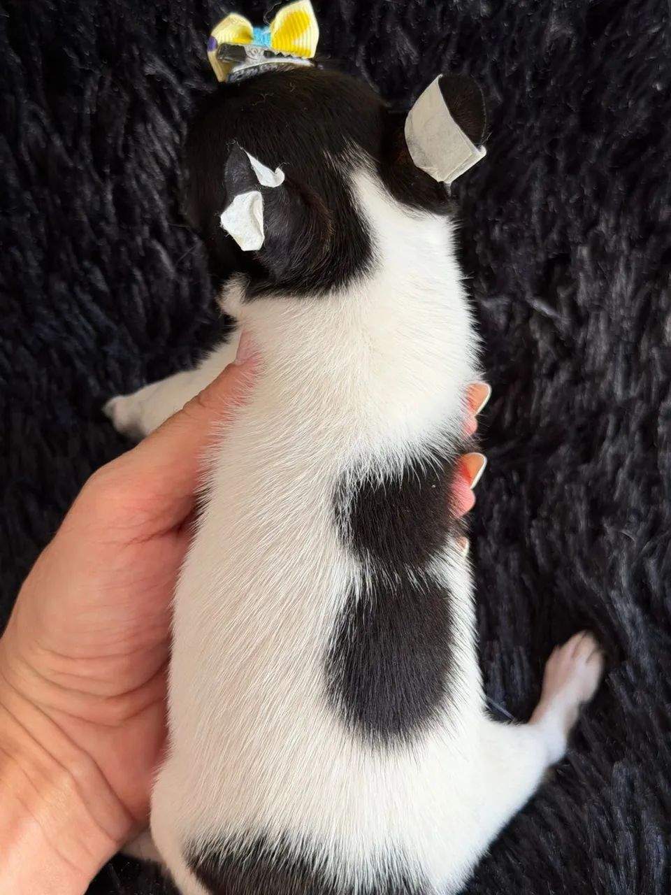 Chihuahua- Uma verdadeira Panda! Perfeita Para Lares Pequenos Fêmea ! - Foto 2