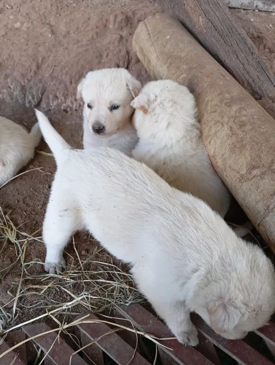 Filhotes de Pastor da Mantiqueira  - Foto 4