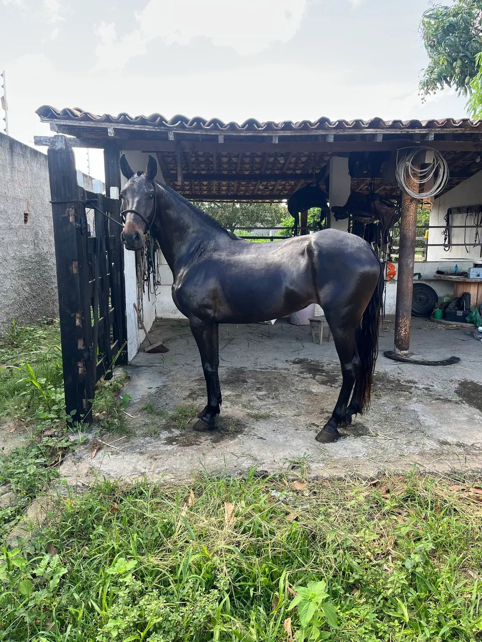 egua registrada  - Foto 6