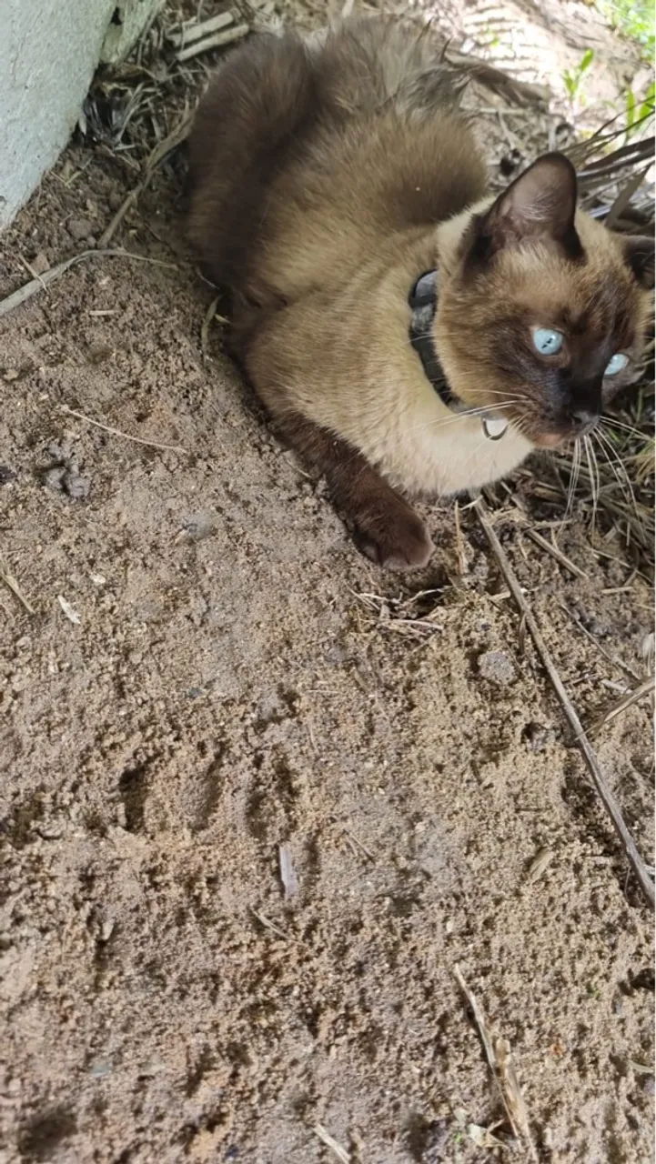 ENCONTRADO Gato Siamês com olhos azuis