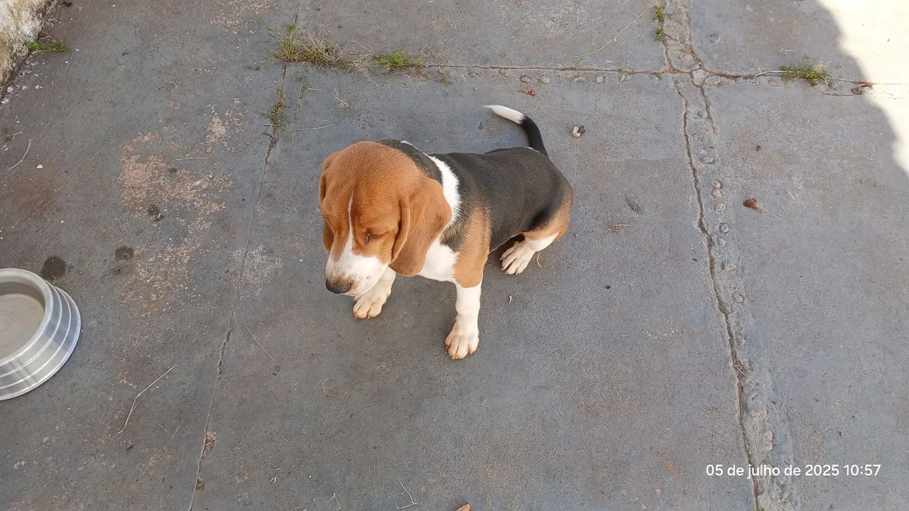 Vendo Beagle (Snoopy)