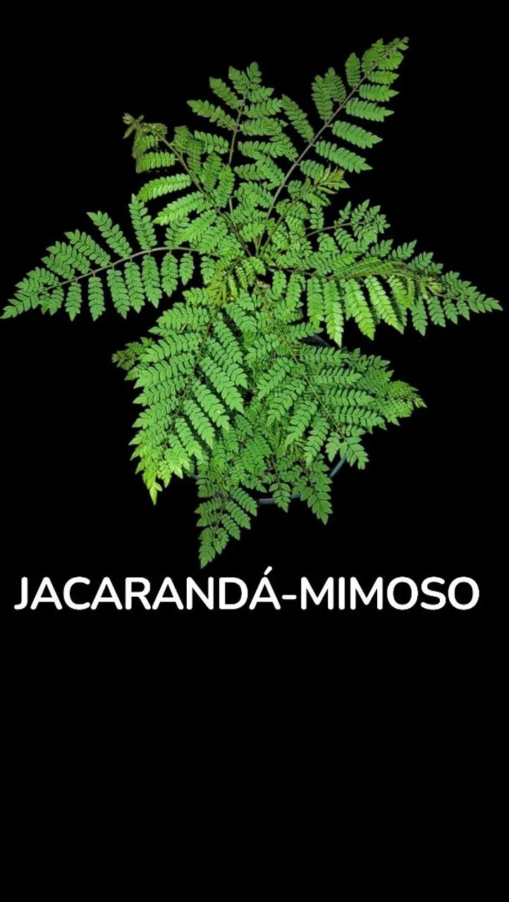 Jacarandá-mimoso - Foto 3
