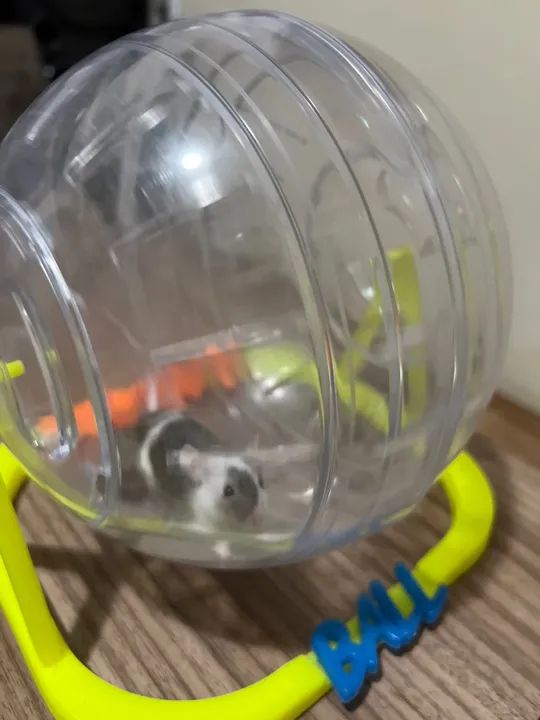 Camundongo  - Foto 2