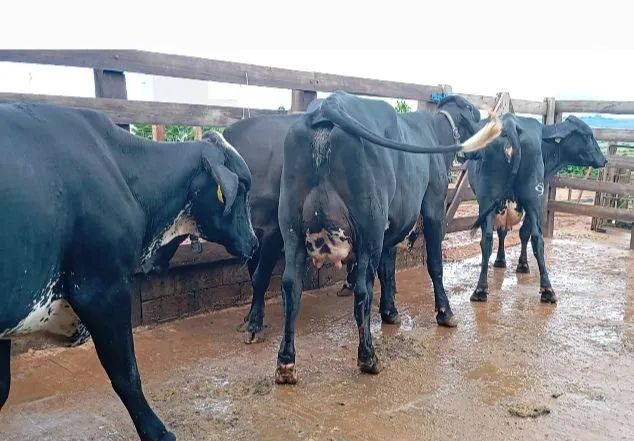 Vacas 1/2 sangue de FIV - Alta Produção - Foto 4