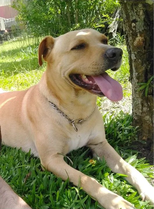 Doação  responsável - Foto 5