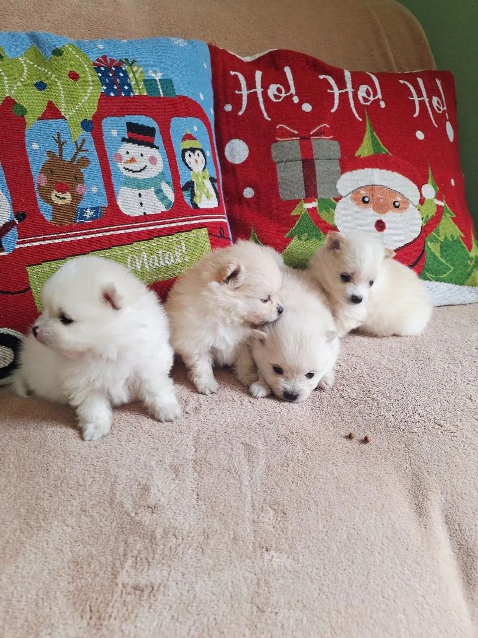 Isptz machinho  - Foto 4