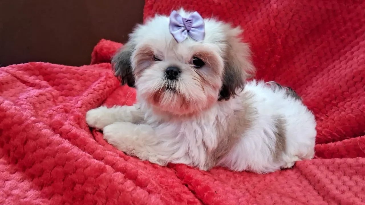 Filhote Shih Tzu Linda e Charmosa!