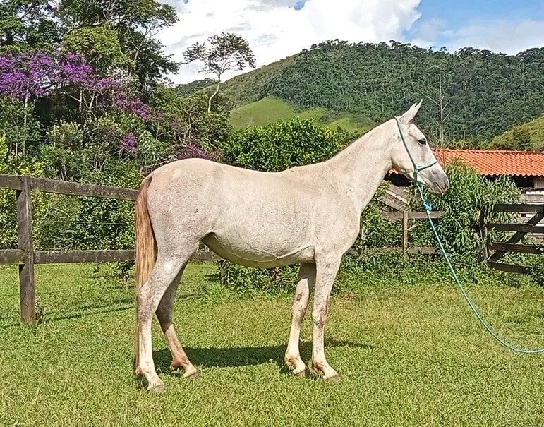 ÉGUA MANGALARGA MARCHADOR REGISTRADA  - Foto 2