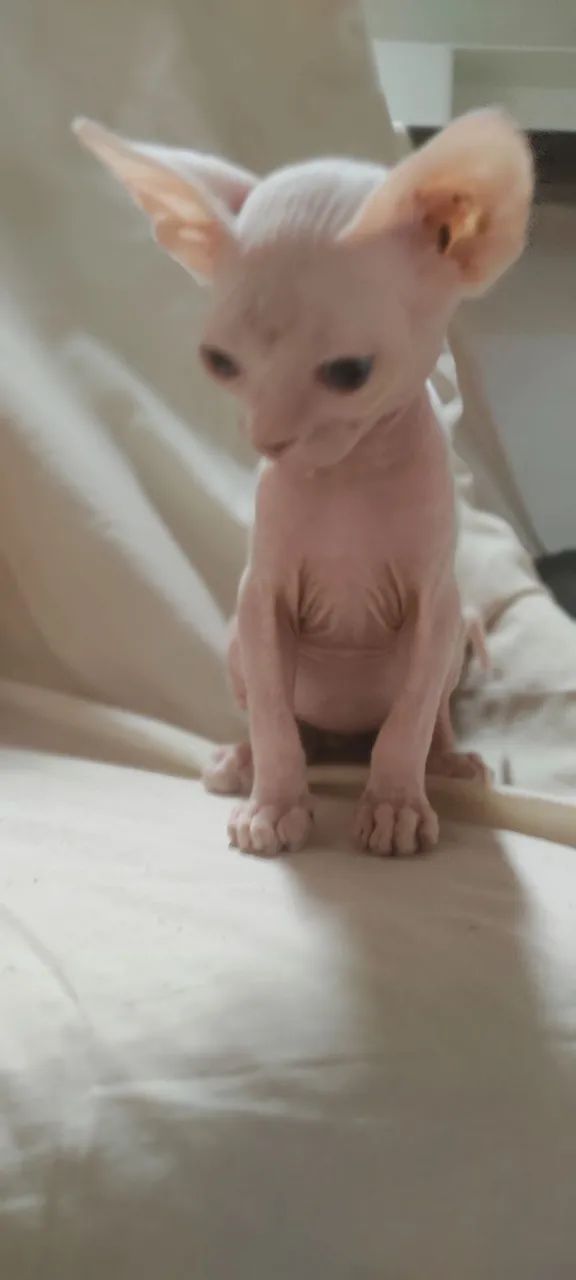 Aos amantes de gatinhos ,  sphynx , o gatinho egípcio 
