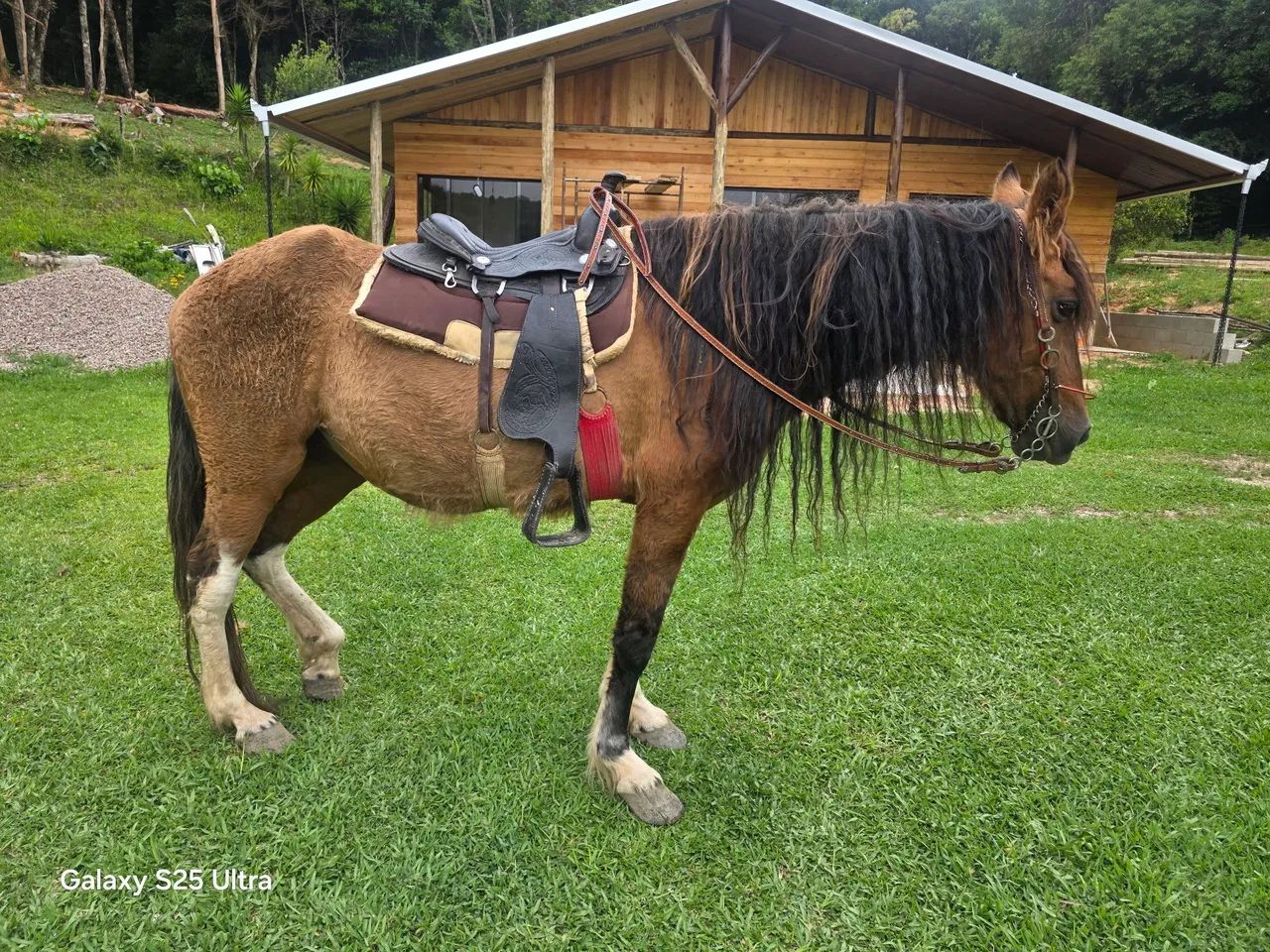 Égua Campolina  - Foto 4