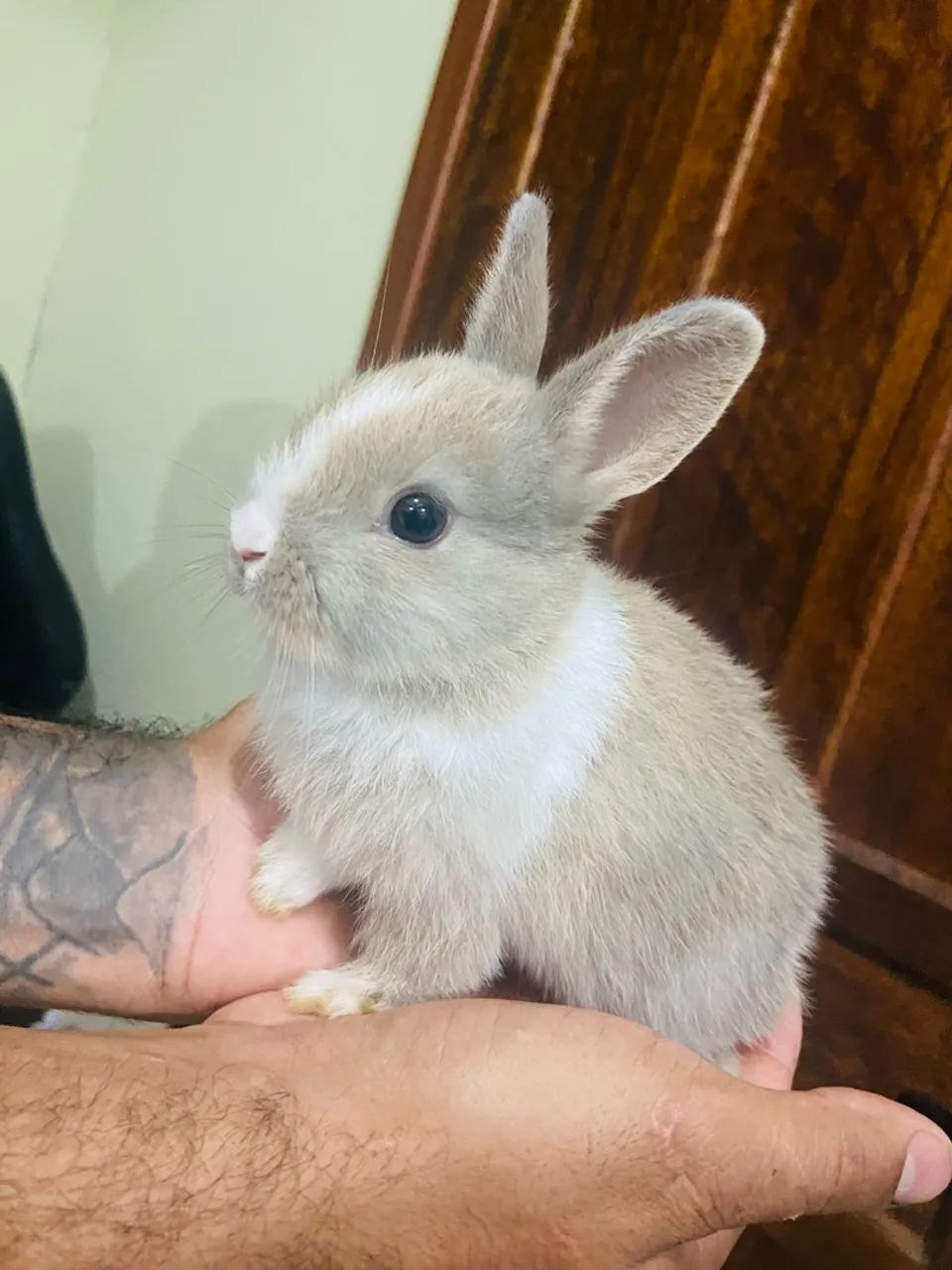 Vendo mini coelhos  - Foto 5