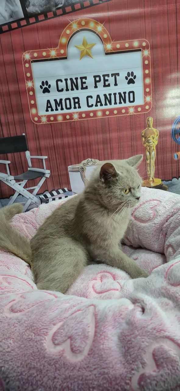 British shorthair Lilac - Foto 3
