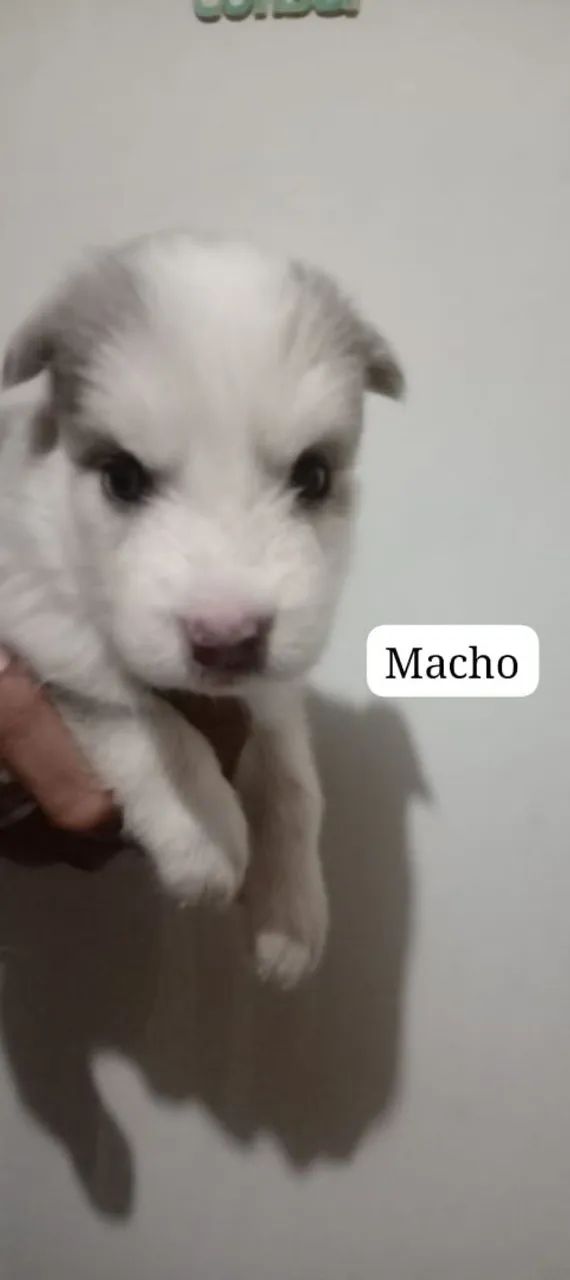 Filhotes de husky siberiano puro  - Foto 2