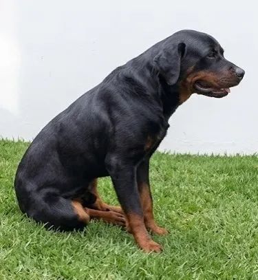 Rottweiler - Foto 2