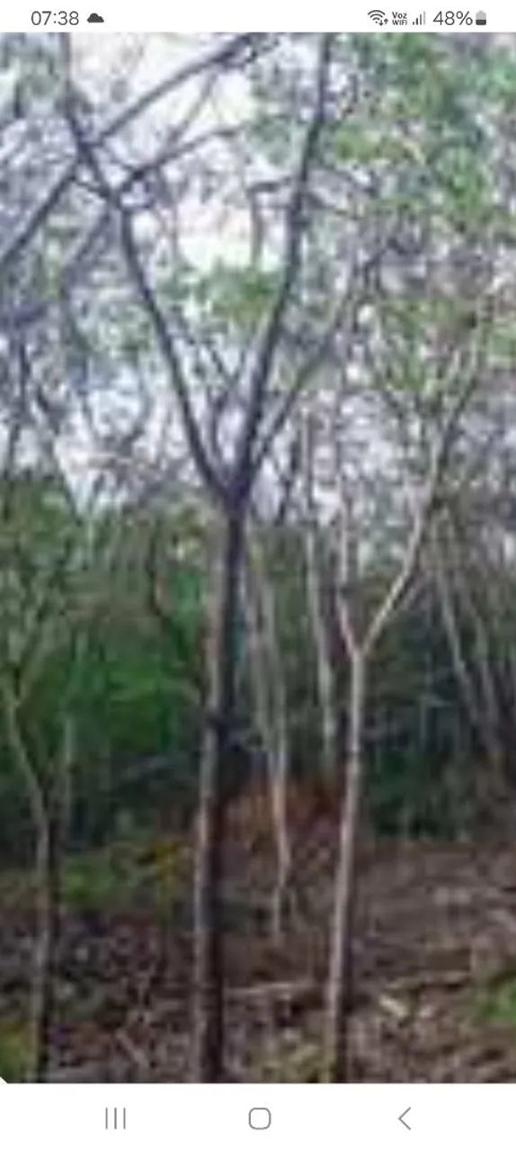 Foto - Belo Horizonte - Padre Eustáquio