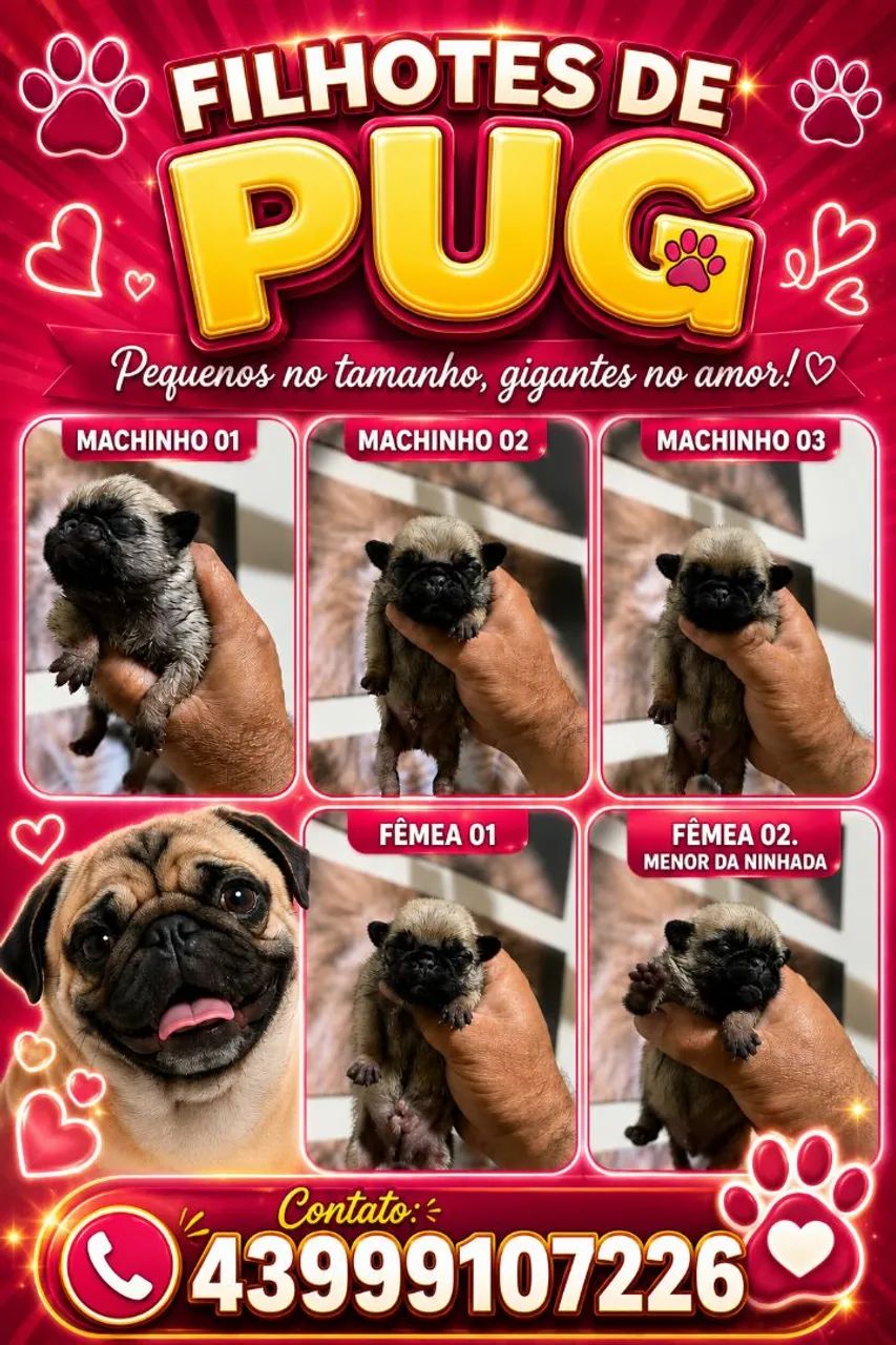 Pug - Foto 2