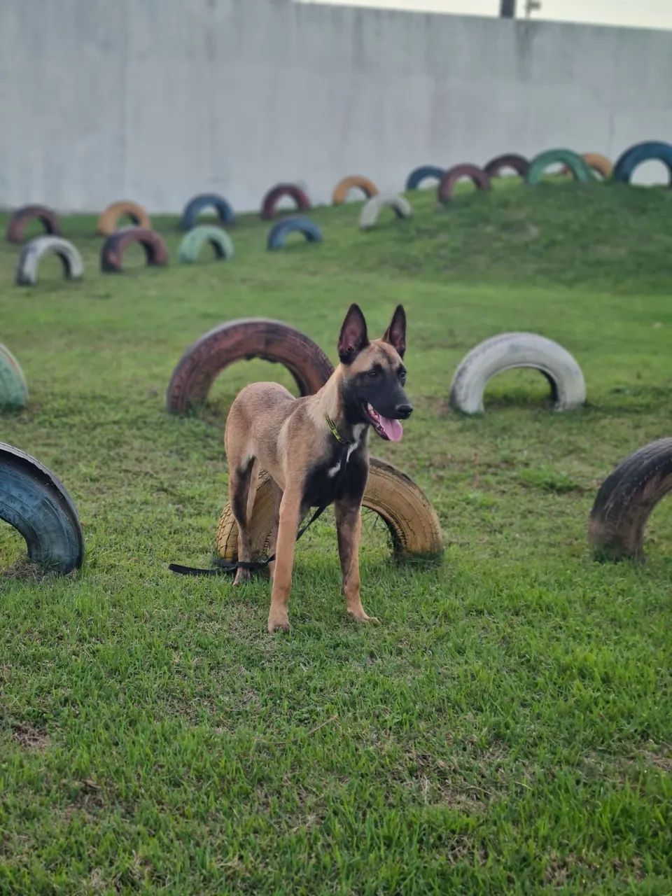 Ótima oportunidade Malinois - Foto 2
