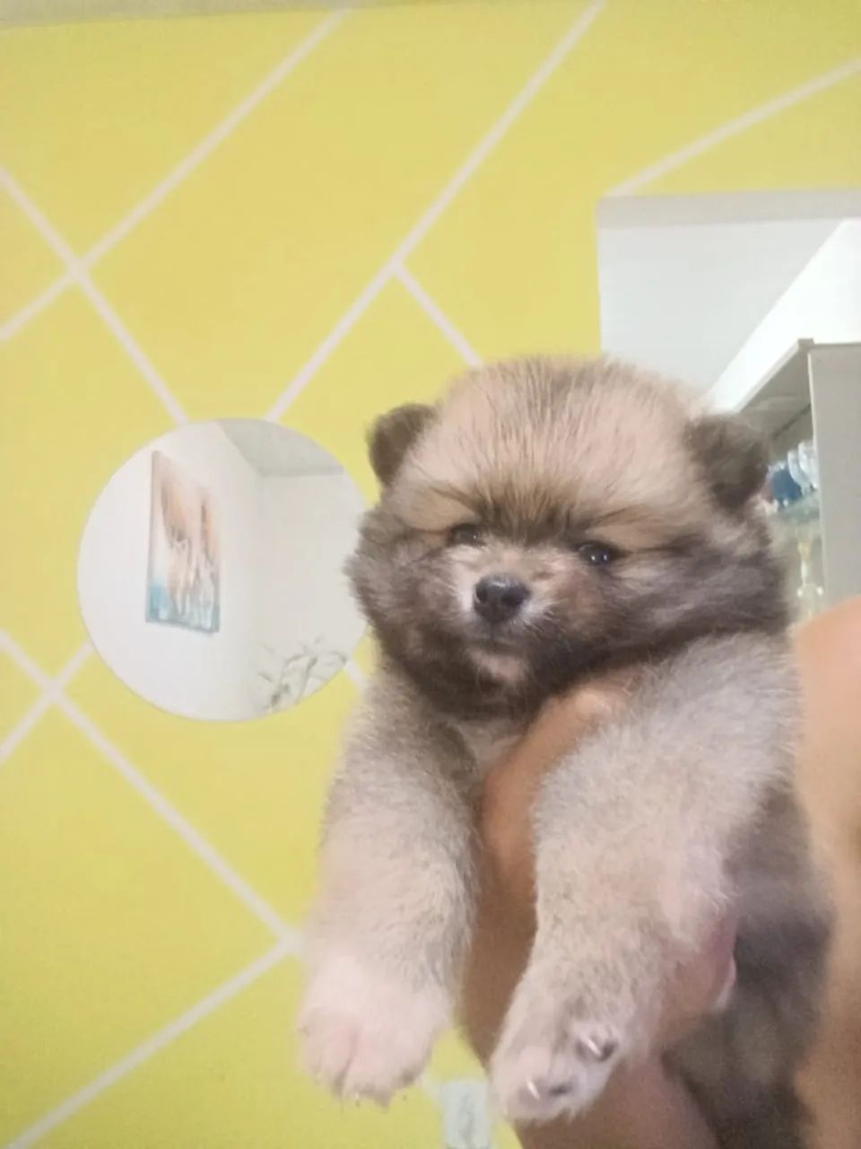 Spitz alemão  - Foto 2