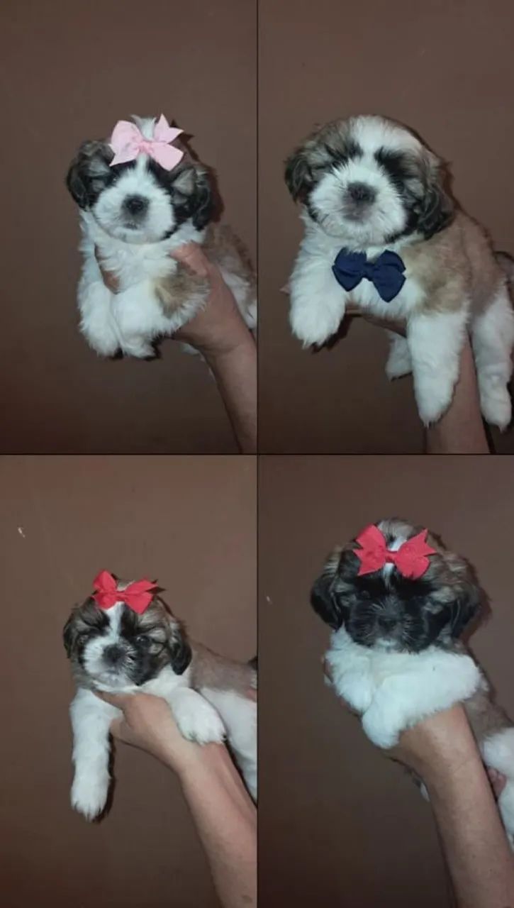 Cachorro shitzu 