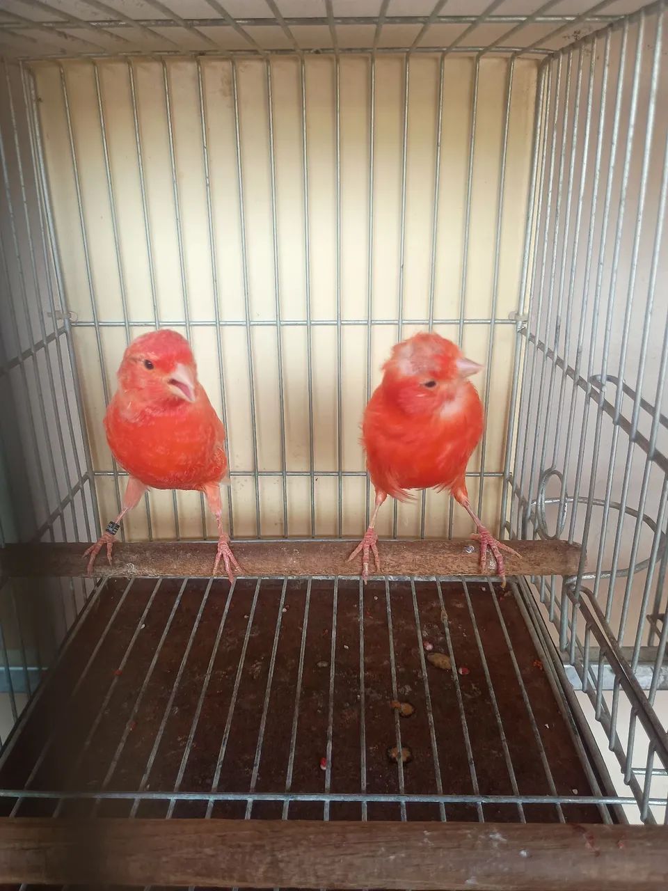 Vareas cor disponível vermelho intenso nenado mosaico  - Foto 5