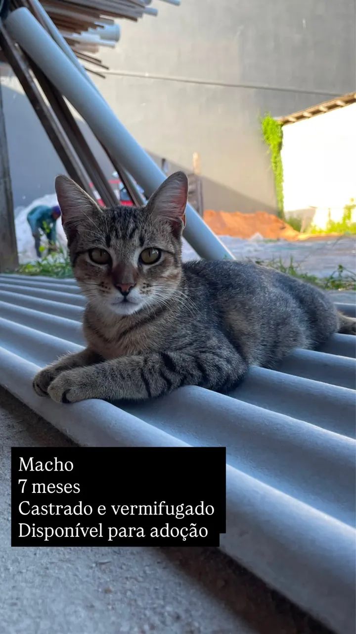 Adoção responsável  - Foto 2