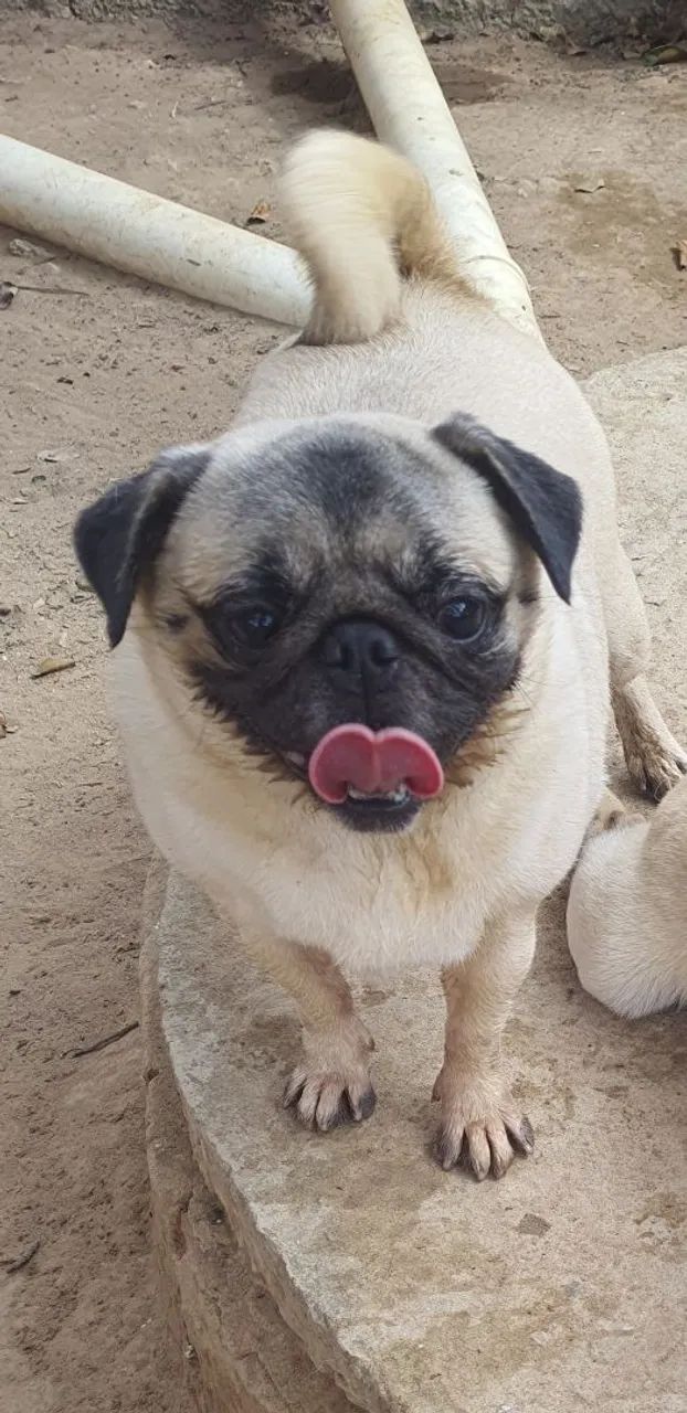 Cachorra