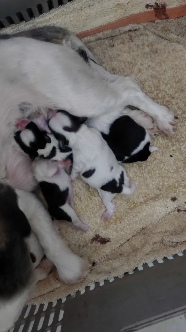 Lindos filhotes de Shitzu