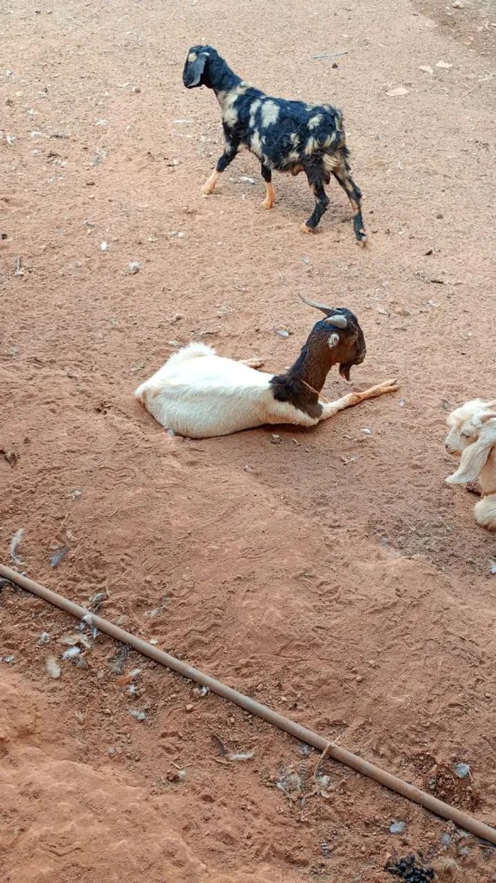 Venda de animais  - Foto 5
