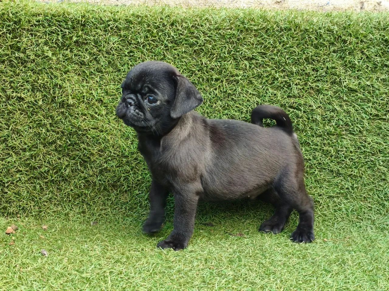 Pug macho preto 